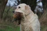 GOLDEN RETRIEVER 1028